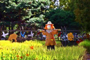 고양가을꽃축제 풍경 사진