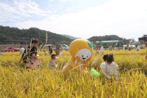 성주가야산황금들녘메뚜기축제 풍경 사진
