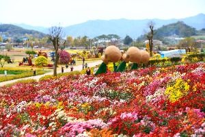 세계문화유산 화순 고인돌 가을꽃 축제 풍경 사진